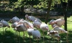 Ankara Hayvanat Bahçesi logo